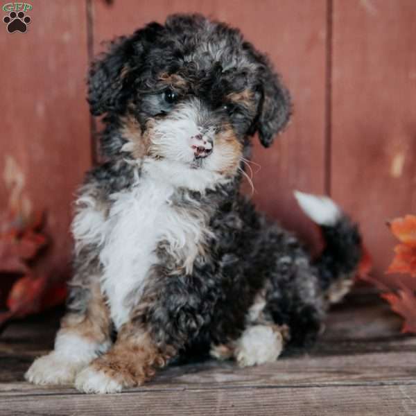 Chuck, Mini Bernedoodle Puppy